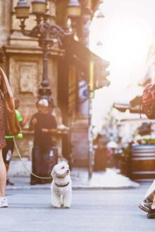 Style31 da Vinci Renaissance Genius and Master of Many Arts